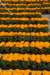 opbouwbloemenfeestvangironacataloni7mei2009jenny38_small.jpg