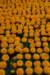 opbouwbloemenfeestvangironacataloni7mei2009jenny39_small.jpg
